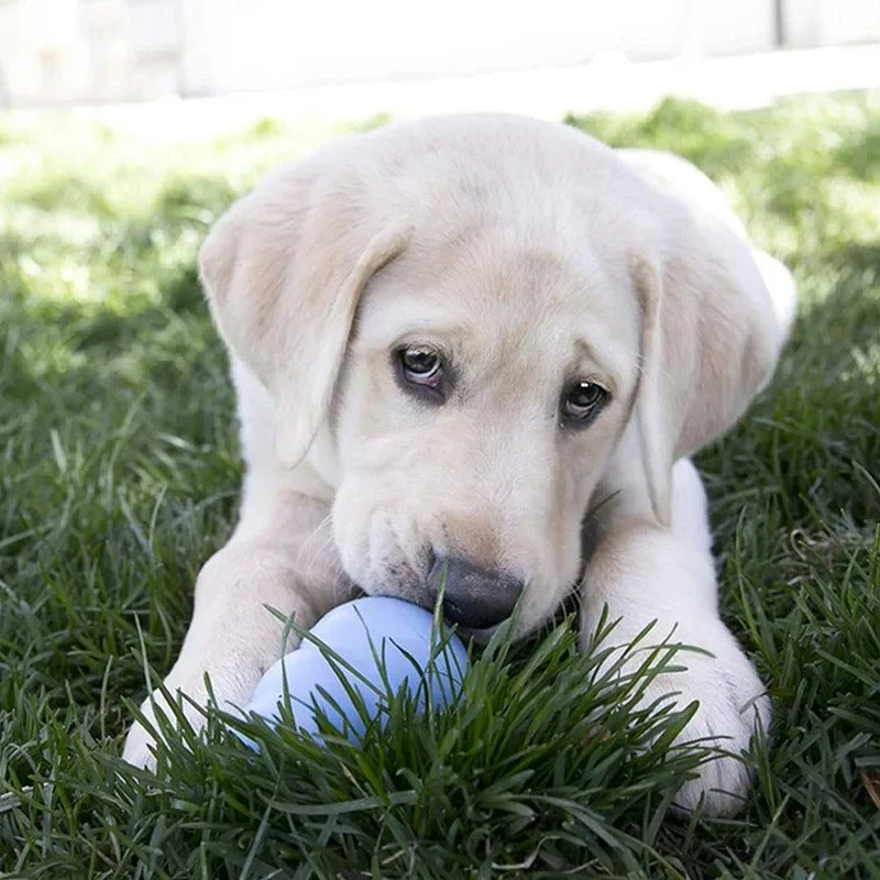 Jouet KONG pour Chien