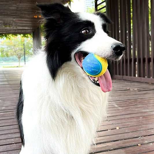 Balle pour Chien - L'univers des chiens