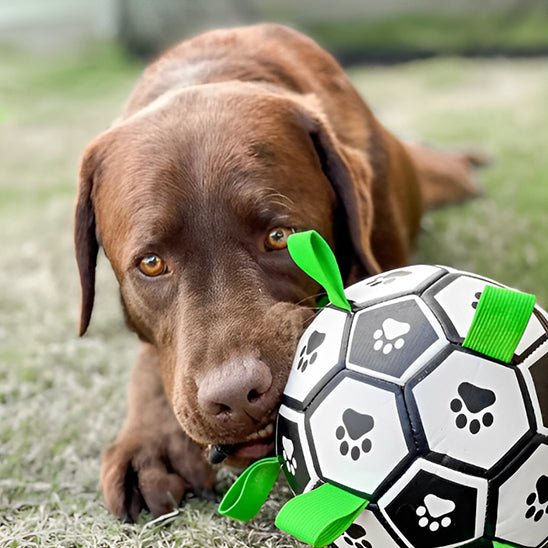 Balle pour chien Foot - L'univers des chiens