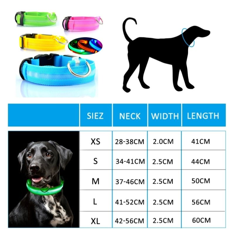 Collier pour chien lumineux - L'univers des chiens