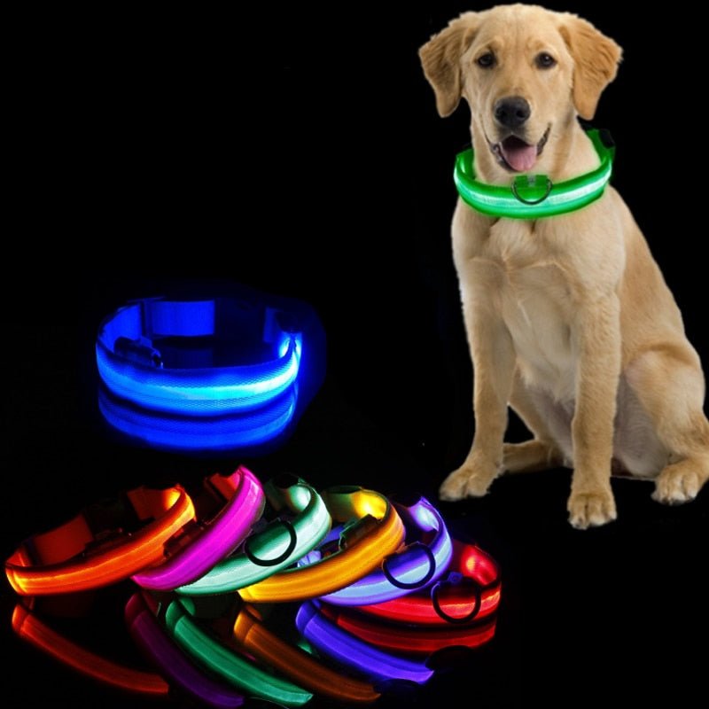 Collier pour chien lumineux - L'univers des chiens