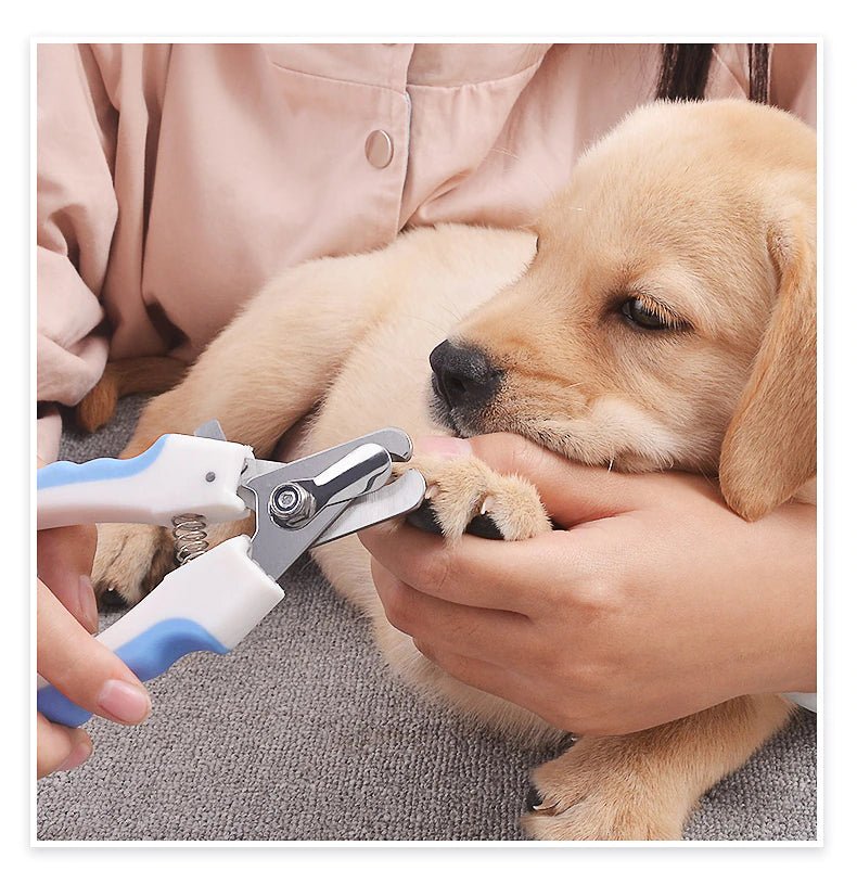 Coupe ongle chien - L'univers des chiens